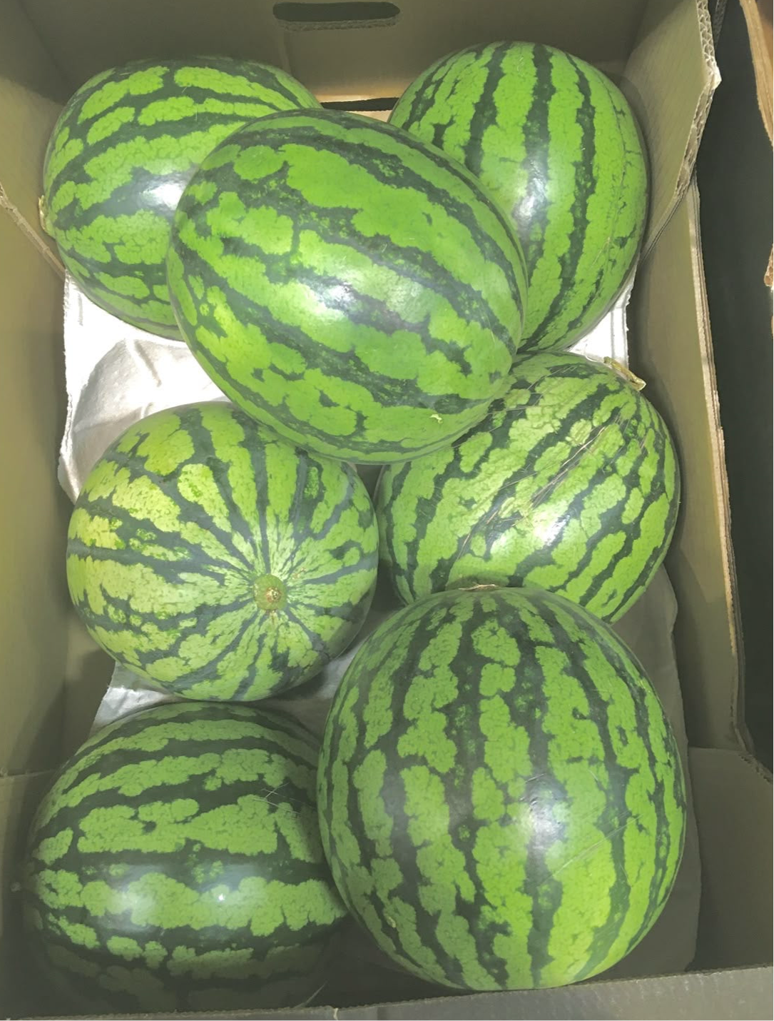 Watermelon (Large)