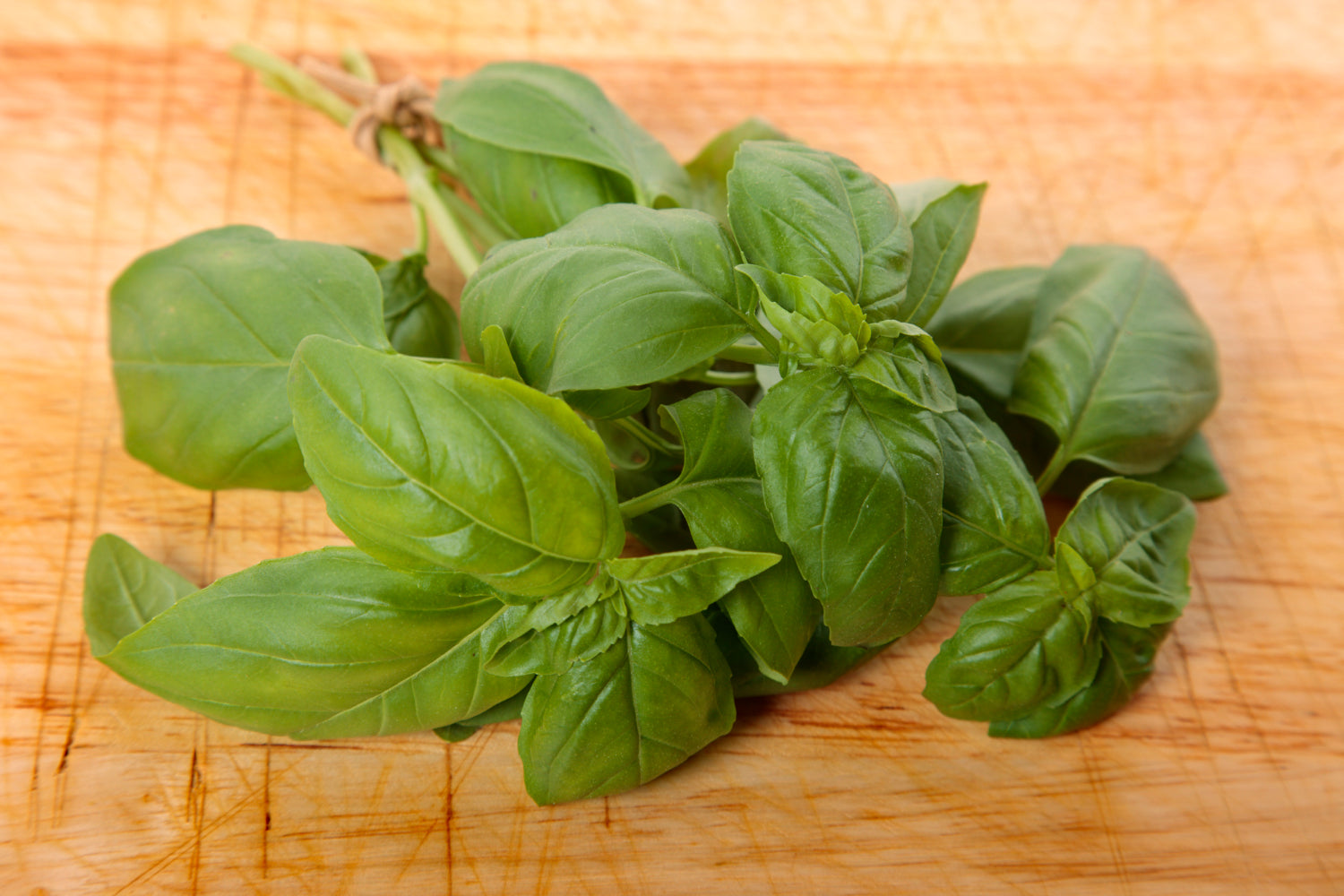 Basil