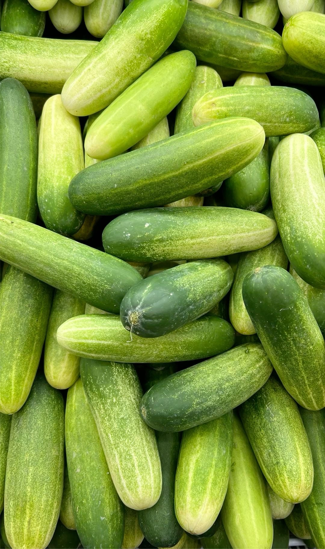 Cucumber
