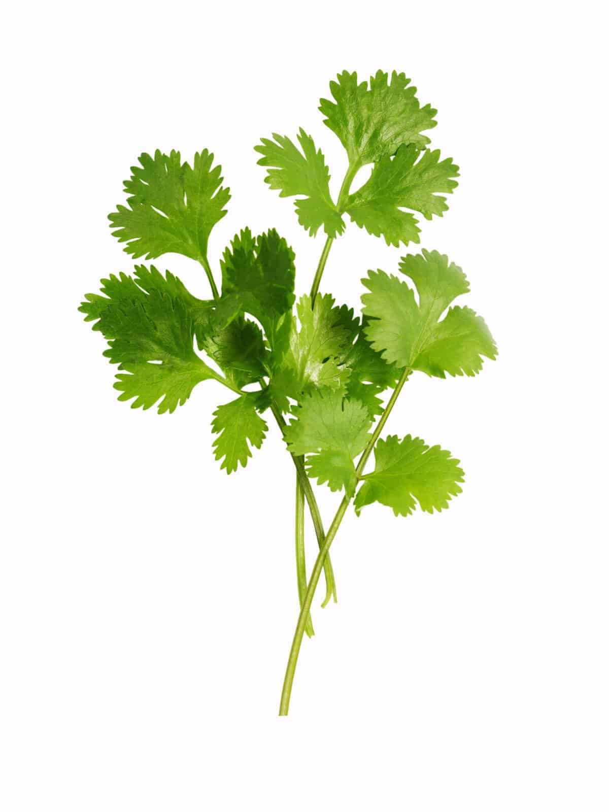 Cilantro