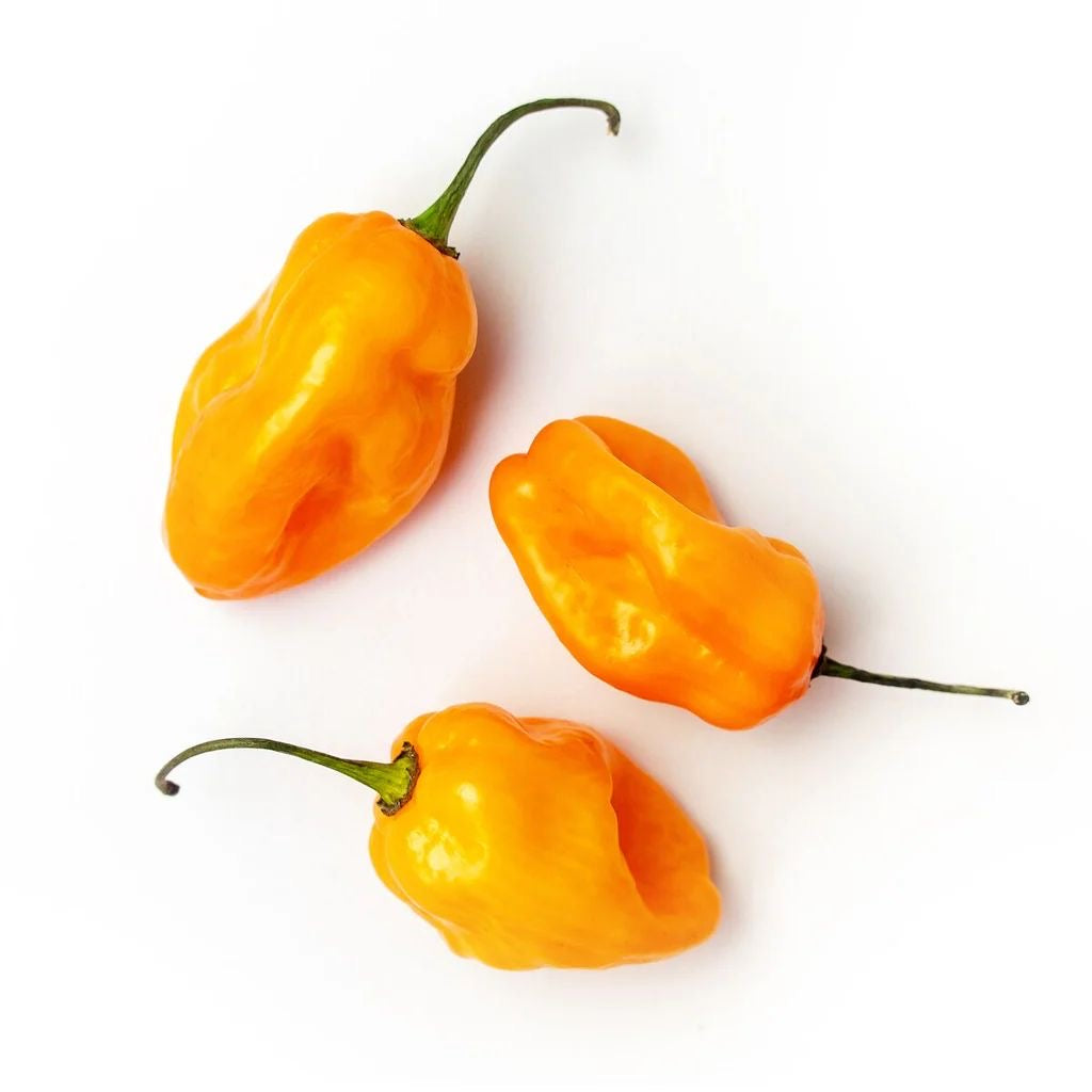 Yellow Habanero Kg