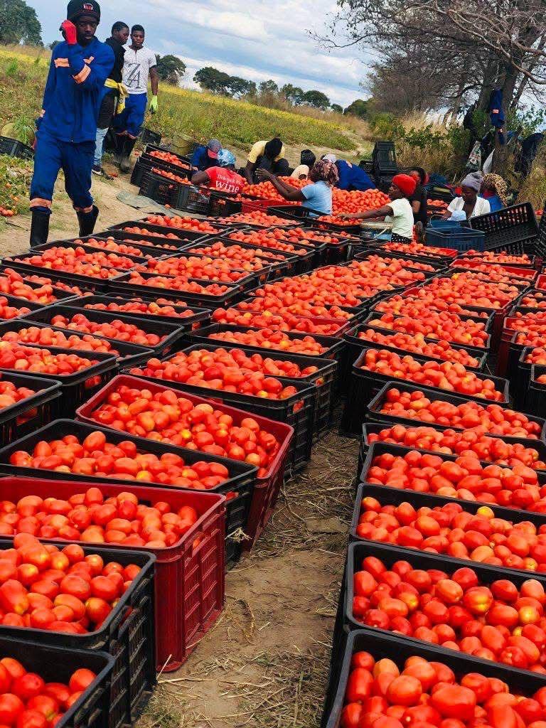 Fresh Tomatoes 1Kg