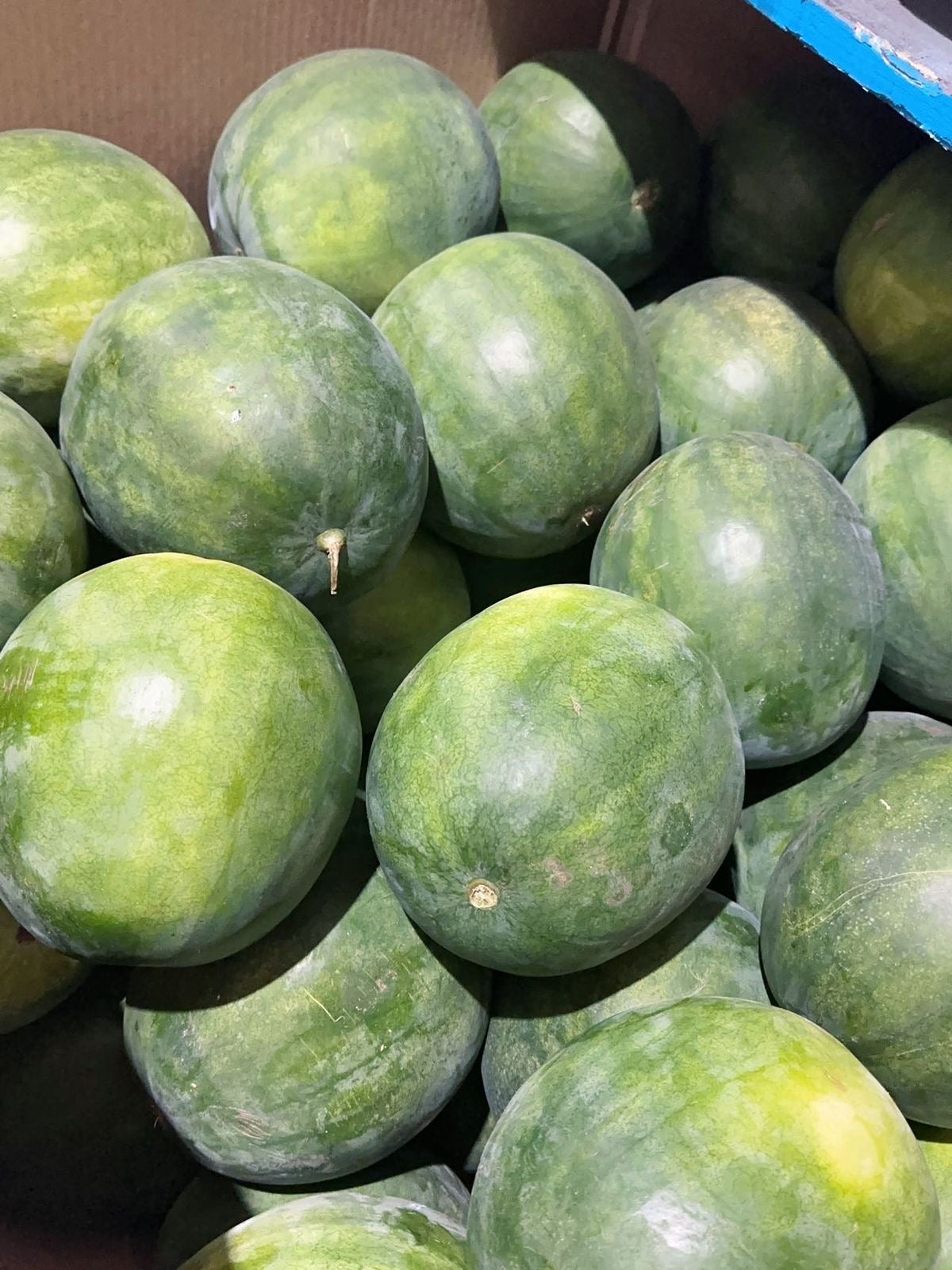 Watermelon (Large)