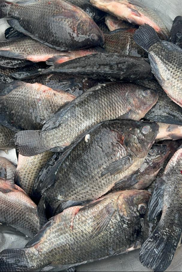 Fresh Tilapia 1kg